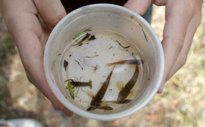 Image from the cover of our freshwater clean-up report