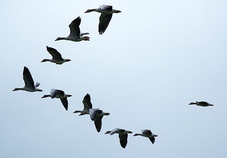 Geese