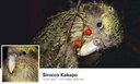 Sirocco Kakapo