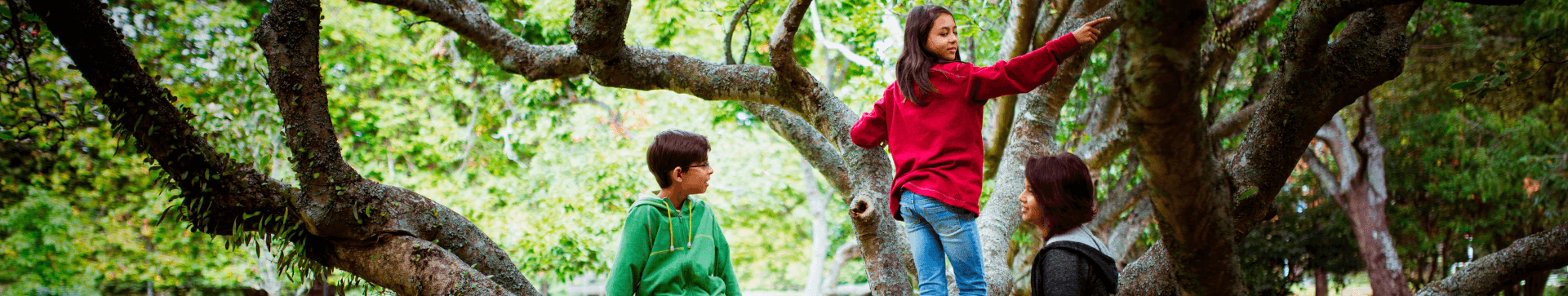 Children playing in tree
